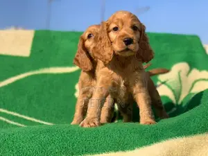 0-1 month Female Purebred Cocker Spaniel