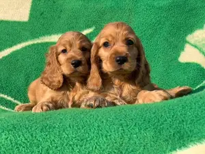 0-1 month Female Purebred Cocker Spaniel