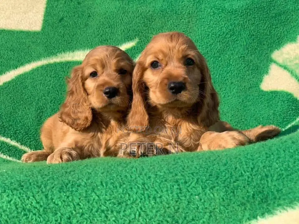 0-1 month Female Purebred Cocker Spaniel