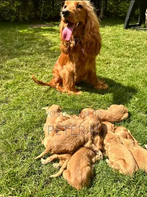 0-1 month Female Purebred Cocker Spaniel