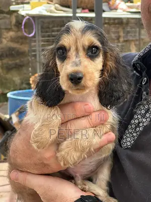 0-1 month Female Purebred Cocker Spaniel
