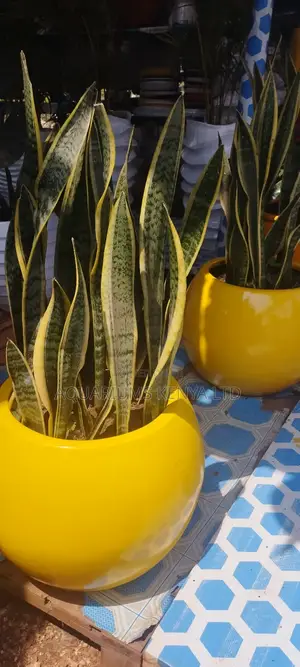 Fibre Pots With Snake Plants