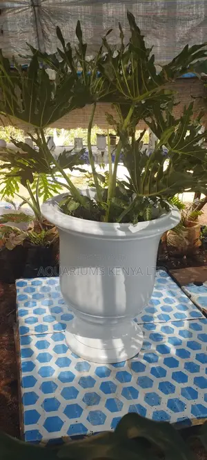 Potted Plants in Fibre Pots,Flower Pots