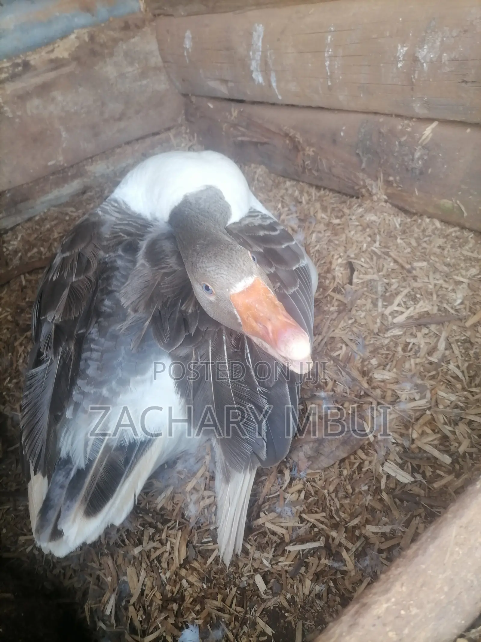 Mature Goose, White in Color