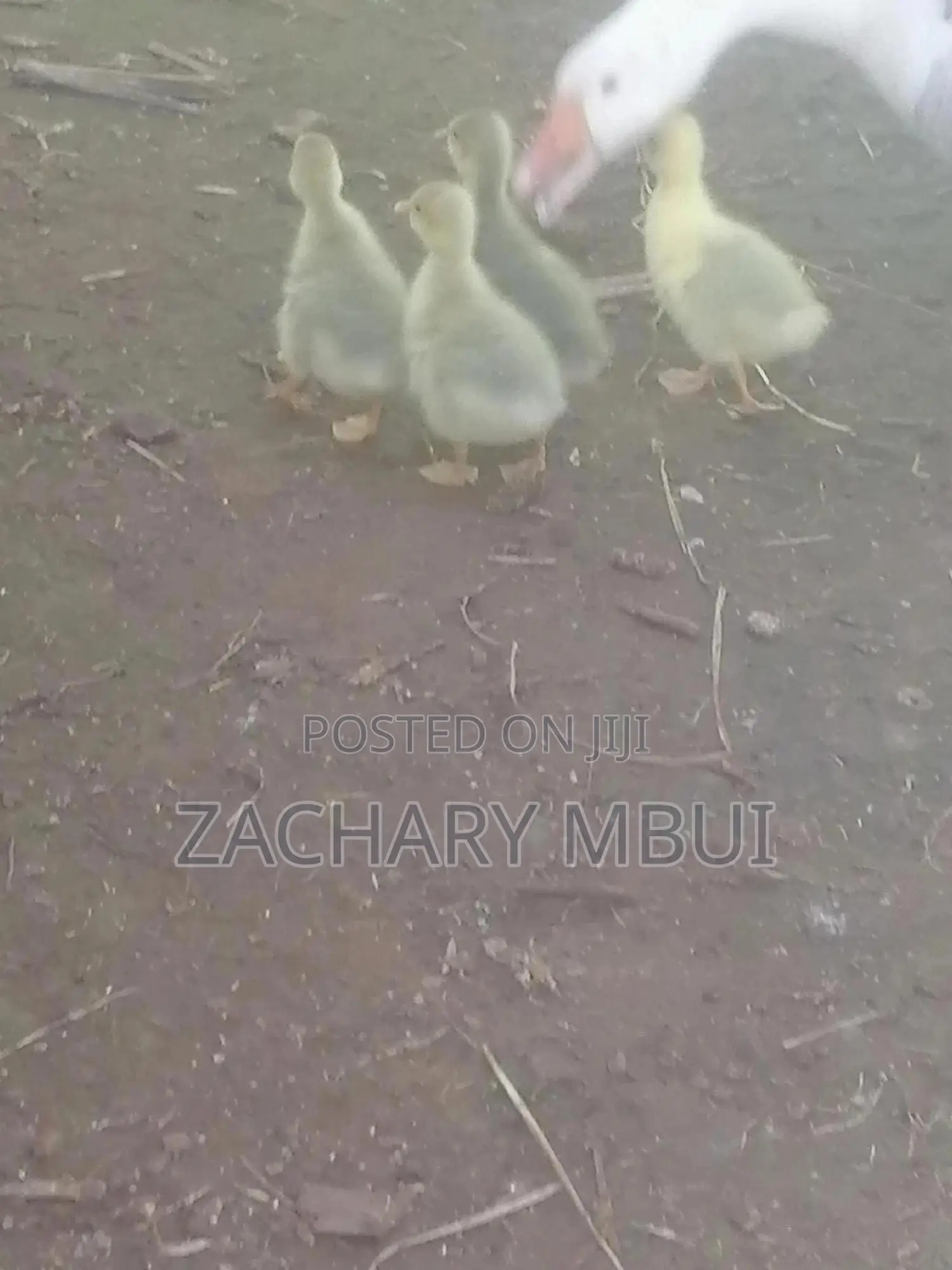Mature Goose, White in Color