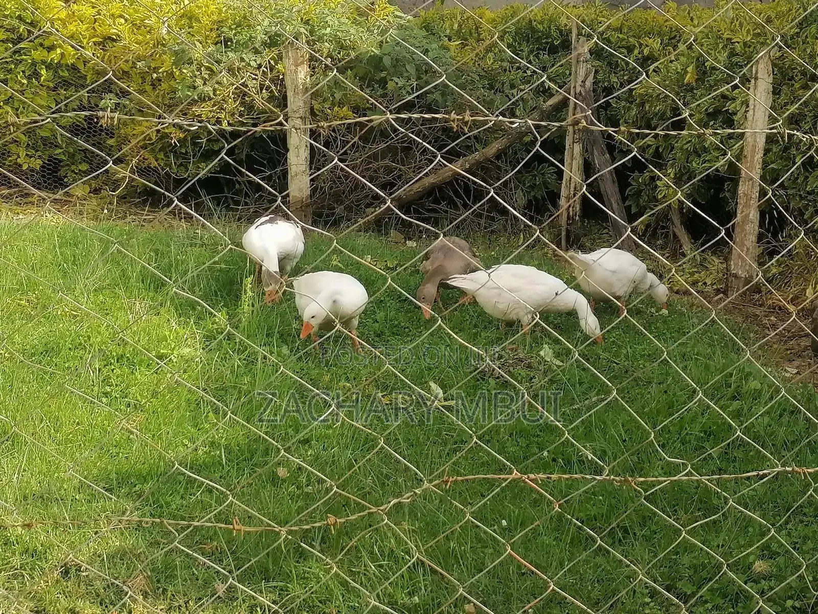 Mature Goose, White in Color