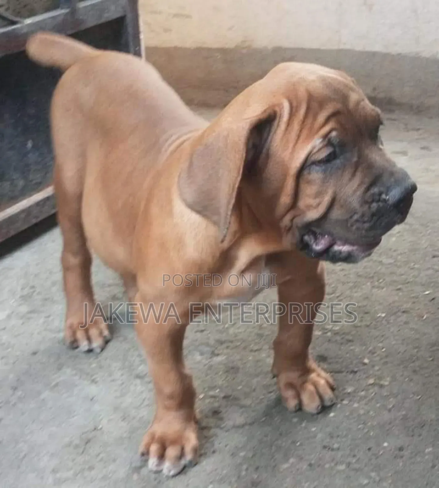 1-3 months Male Purebred Boerboel