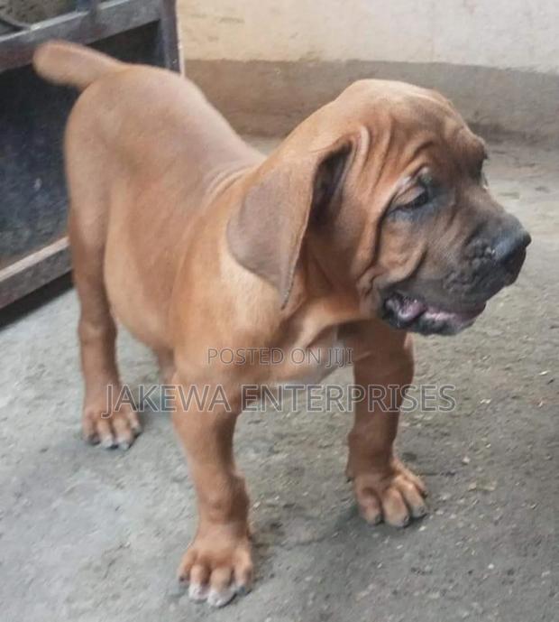 1-3 months Male Purebred Boerboel