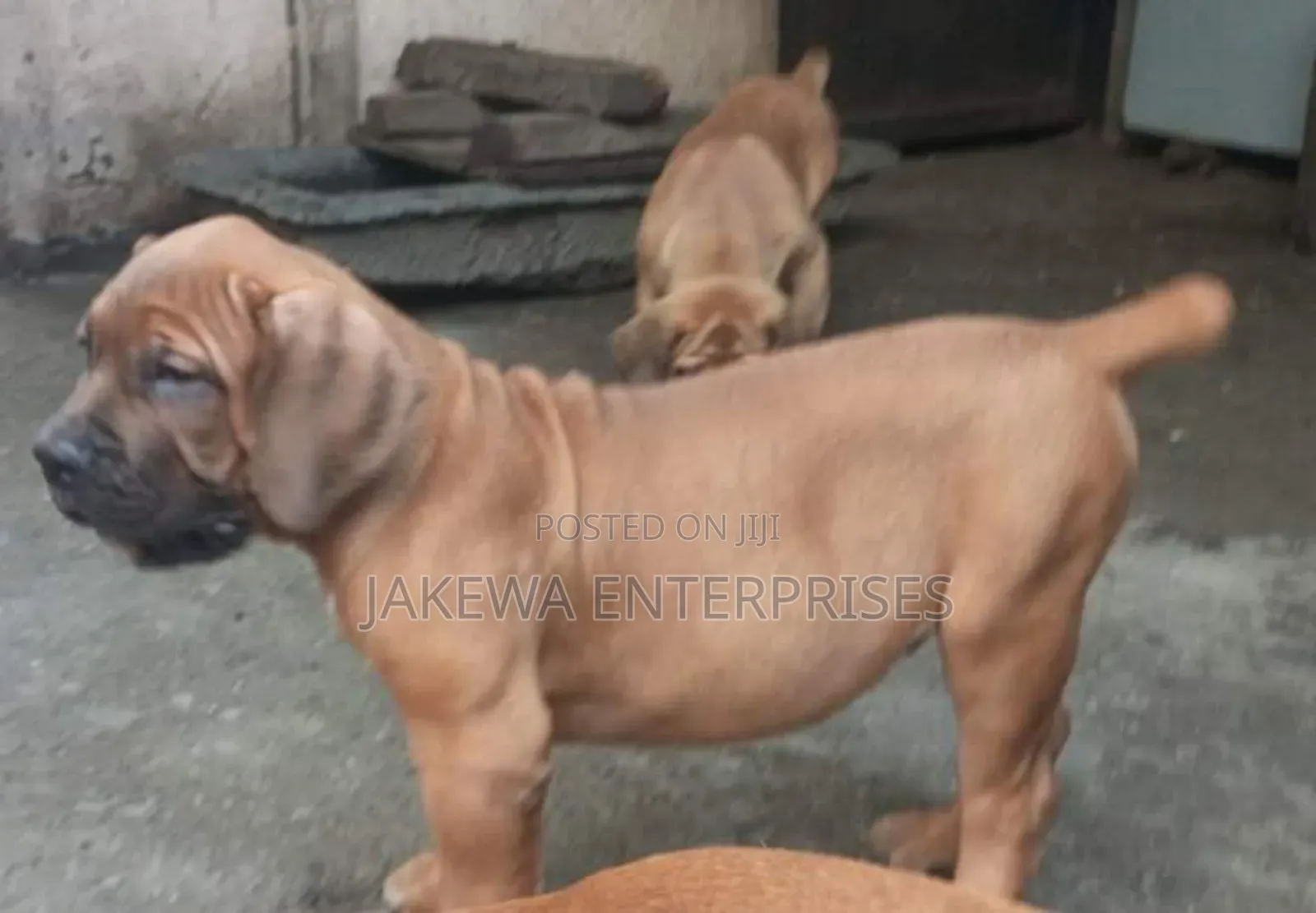 1-3 months Female Purebred Boerboel