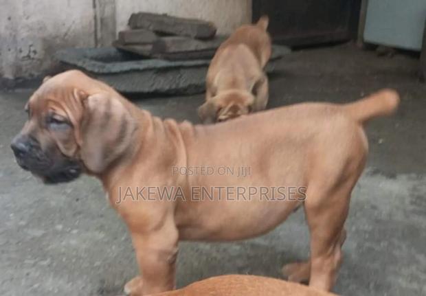 1-3 months Female Purebred Boerboel - main view