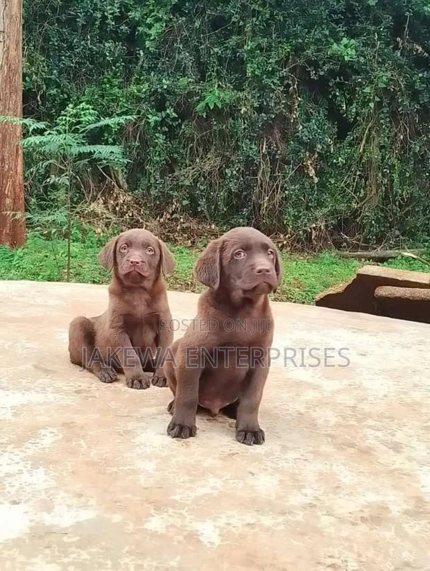 1-3 months Male Purebred Labrador Retriever