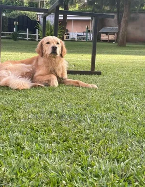 1+ year Male Purebred Golden Retriever