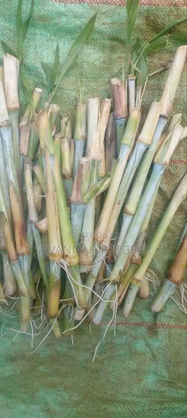 Super Napier Hybrid Napier Pakchong Cuttings - 100 Pieces