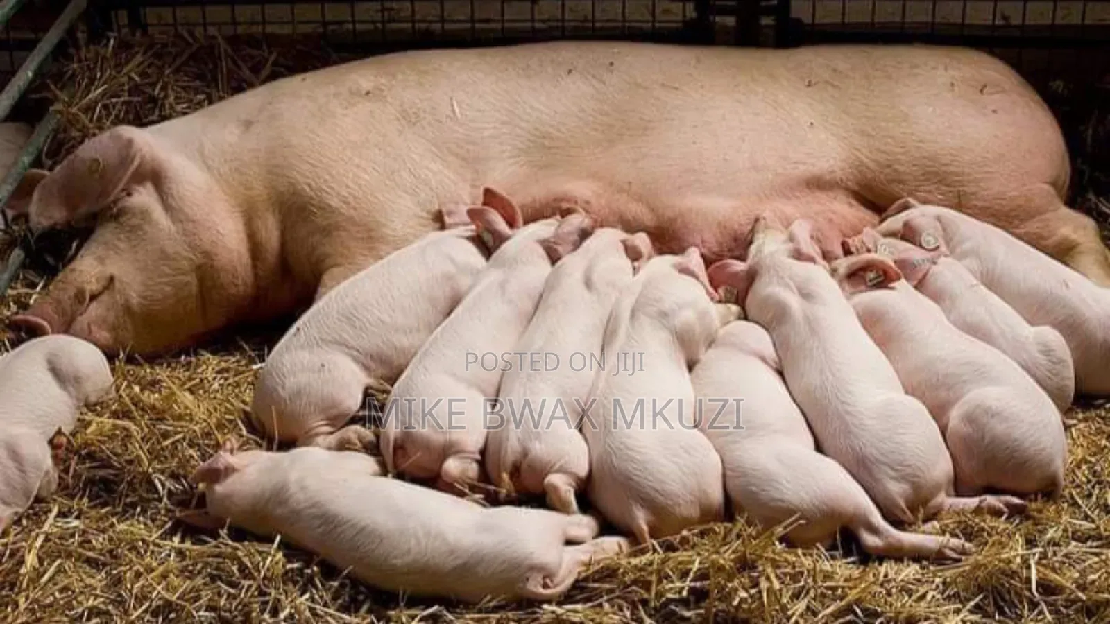 Pigs | Piglets | Pork
