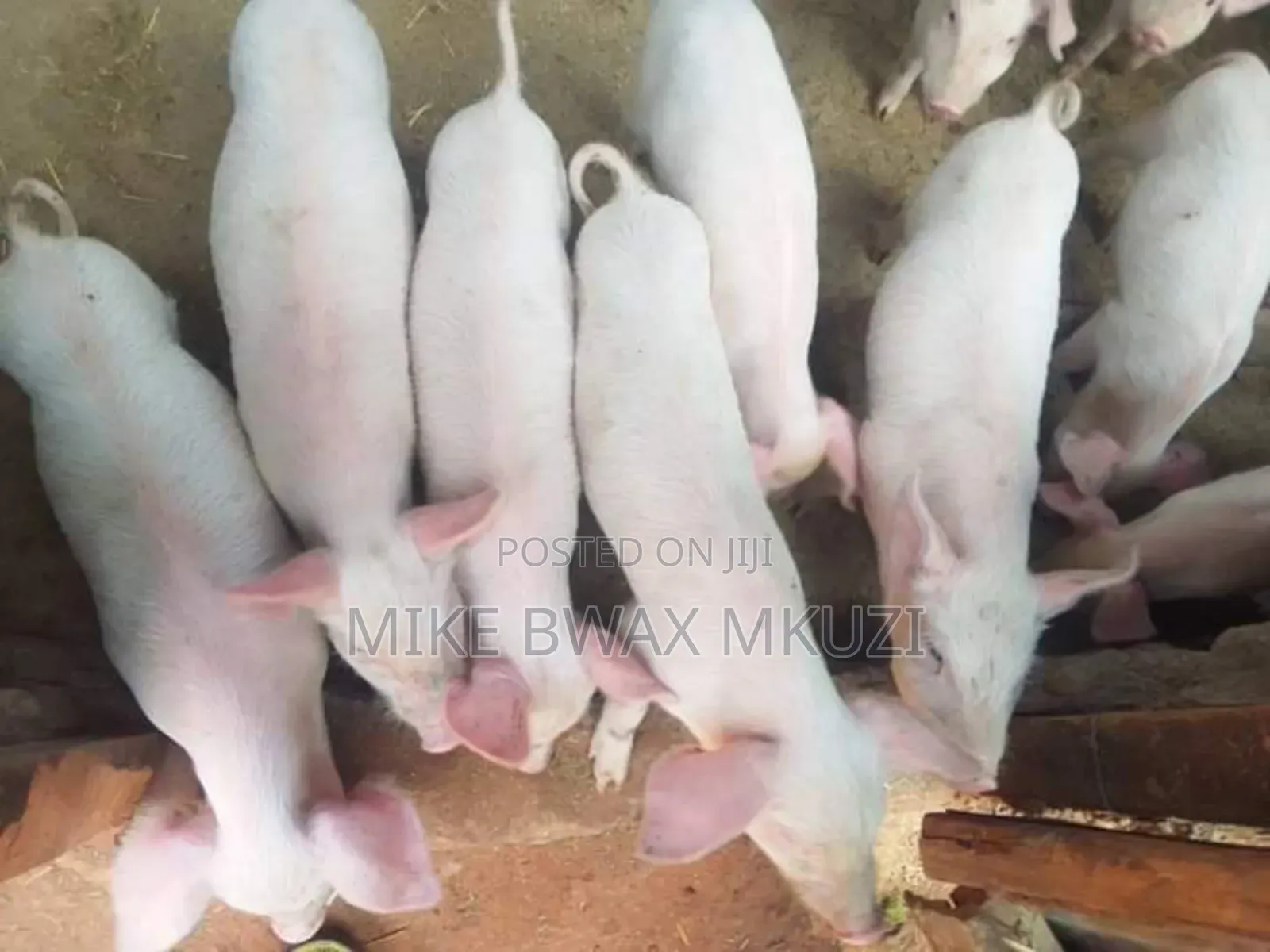 Pigs | Piglets | Pork