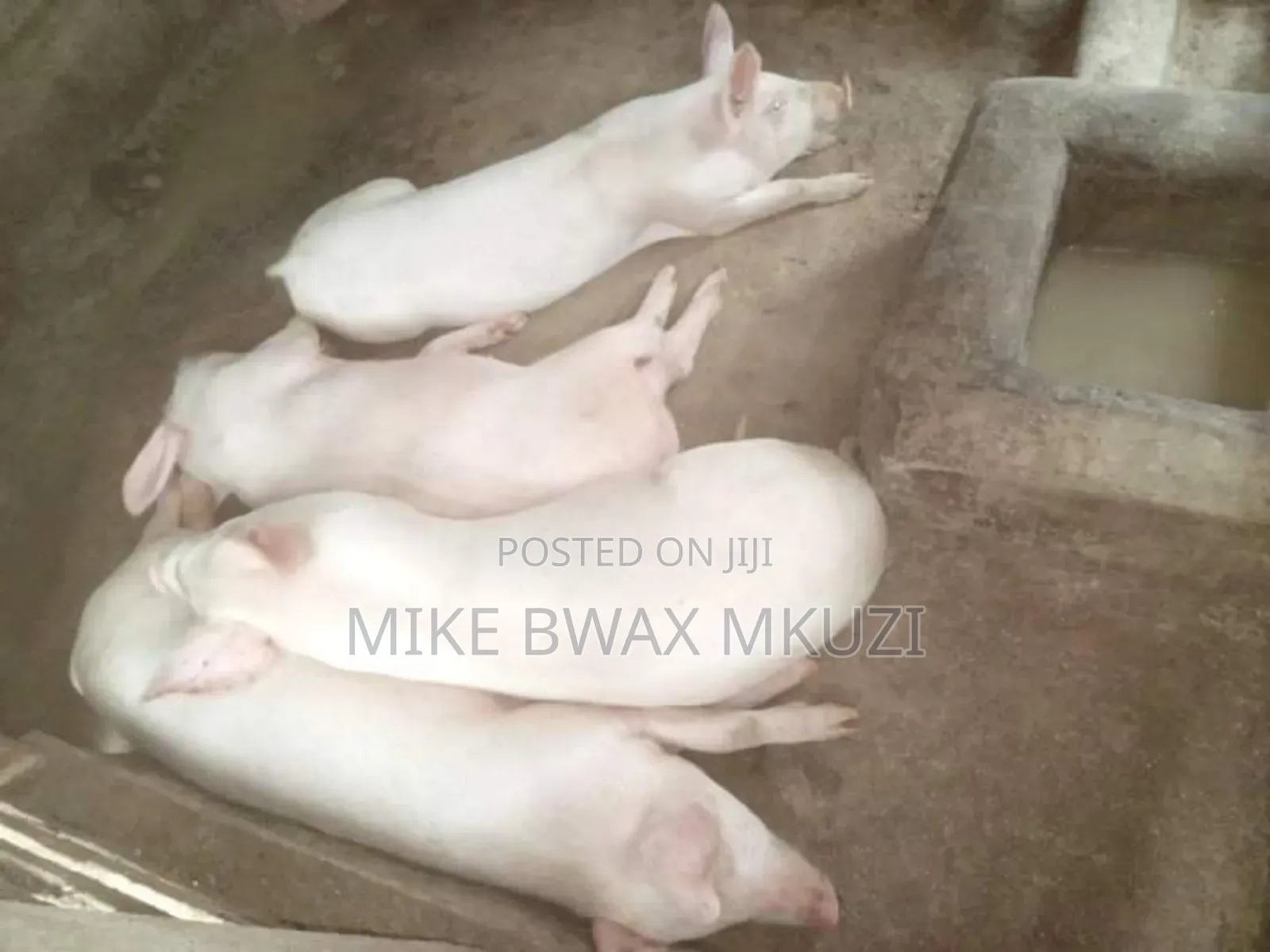 Pigs | Piglets | Pork