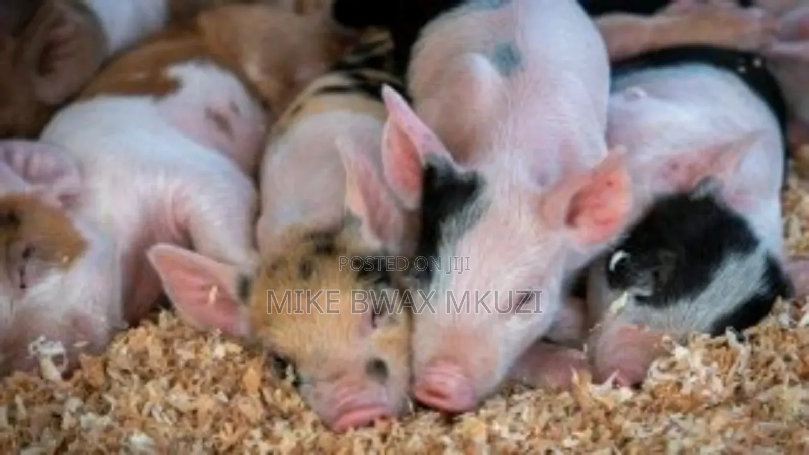 Pigs | Piglets | Pork