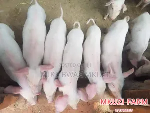 Pigs | Piglets | Pork