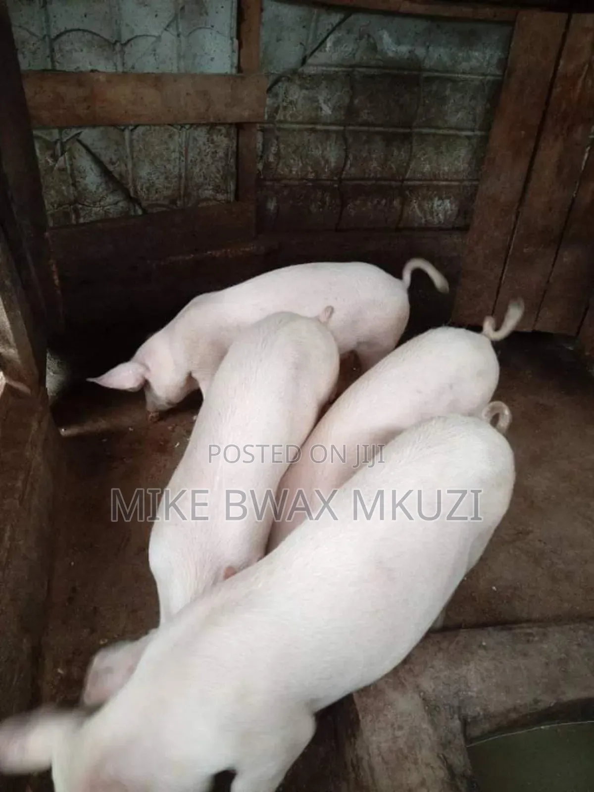 Pigs | Piglets | Pork