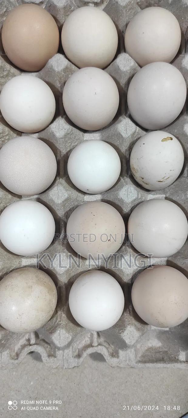 Fertilized Kienyeji Eggs - main view