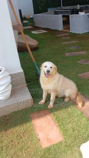 3-6 months Male Purebred Golden Retriever