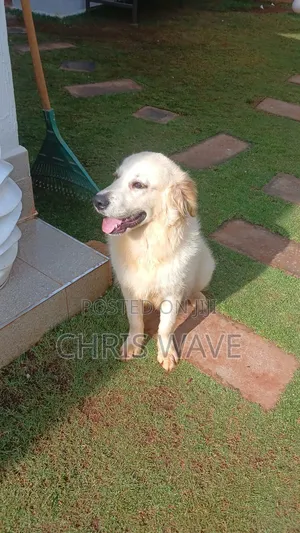 3-6 months Male Purebred Golden Retriever
