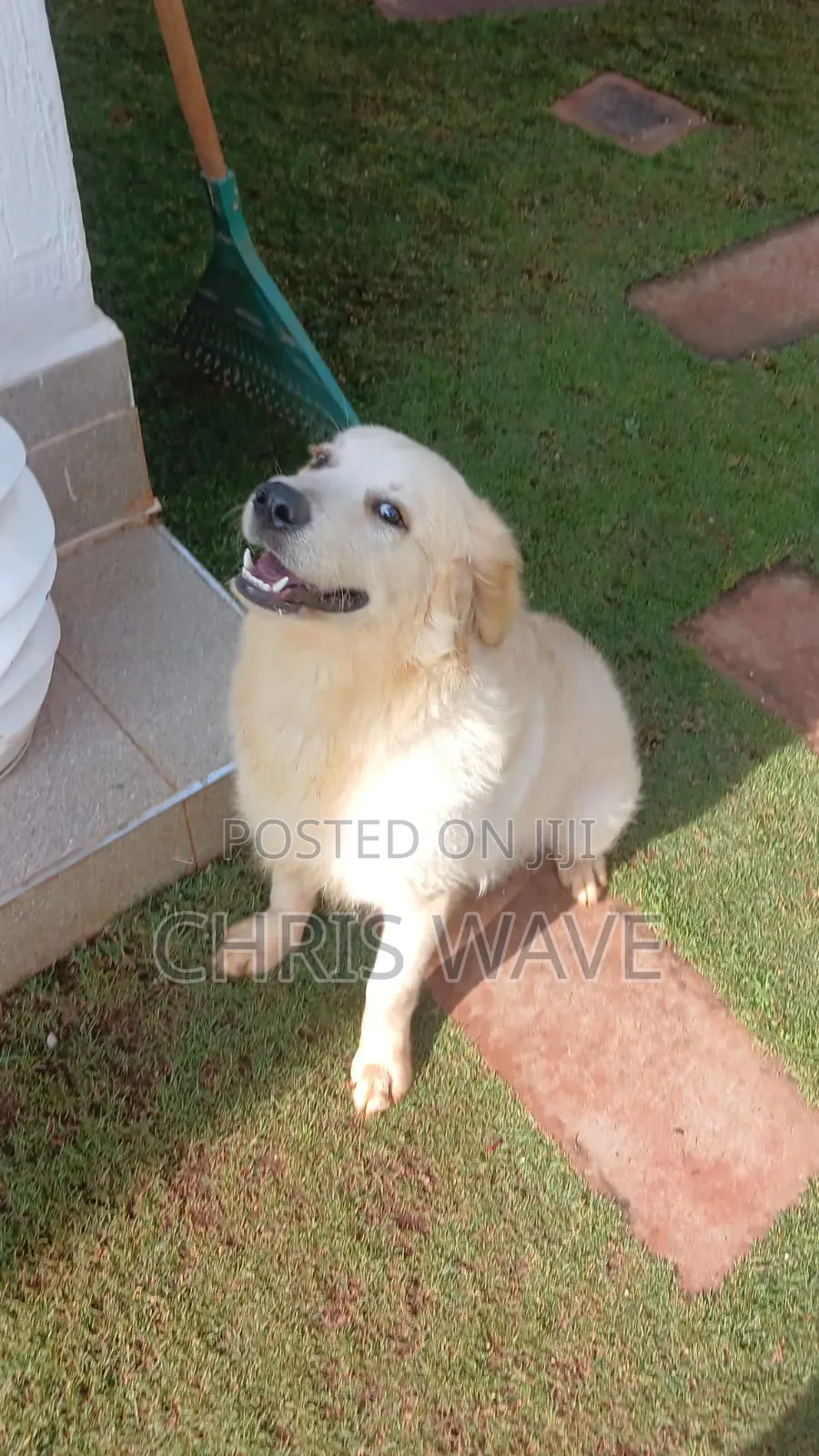 3-6 months Male Purebred Golden Retriever
