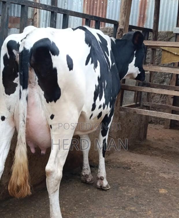 Heifer  Pedigree Freshian - main view