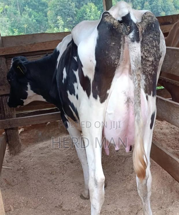 Heifer  Pedigree Freshian - thumbnail 3