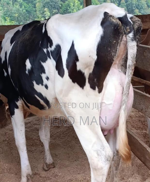 Heifer  Pedigree Freshian - thumbnail 4