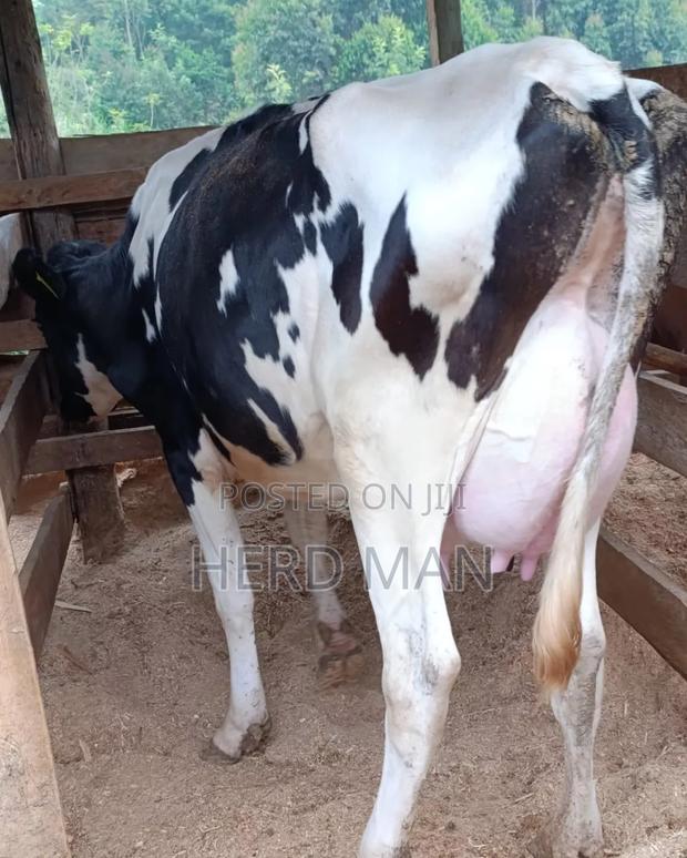 Heifer  Pedigree Freshian - thumbnail 5