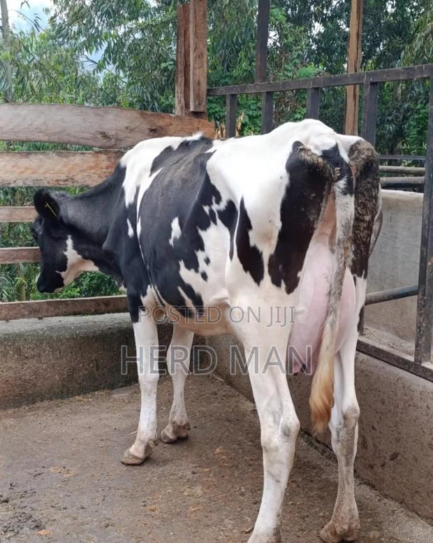 Heifer  Pedigree Freshian - thumbnail 6