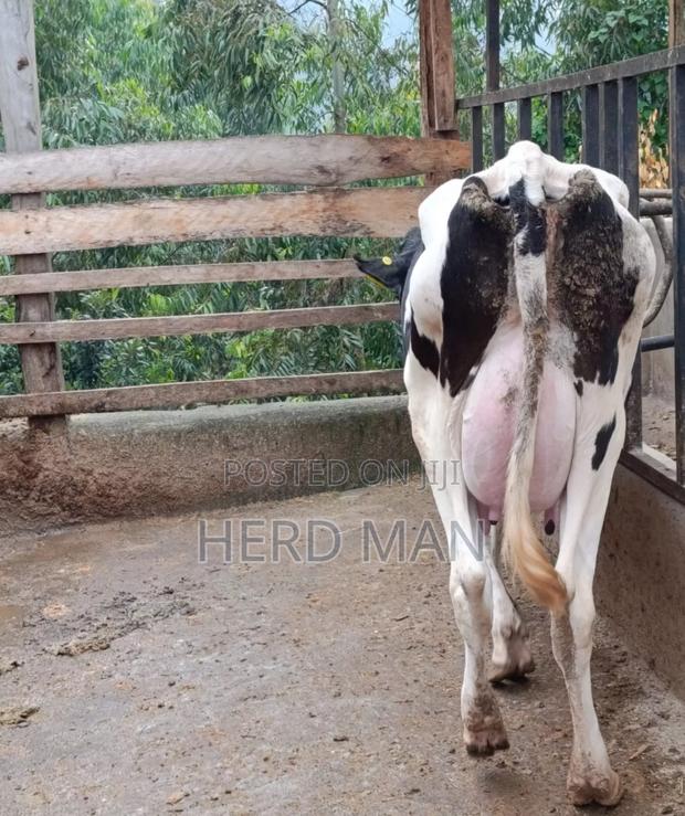 Heifer  Pedigree Freshian - thumbnail 7