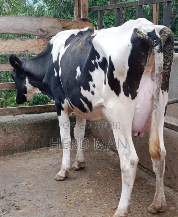 Heifer  Pedigree Freshian - thumbnail 8