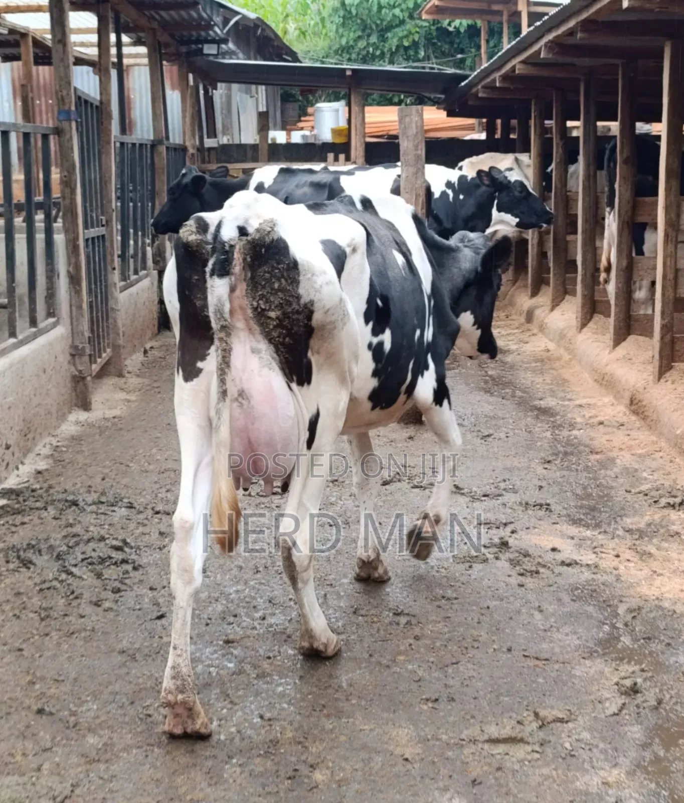 Heifer  Pedigree Freshian