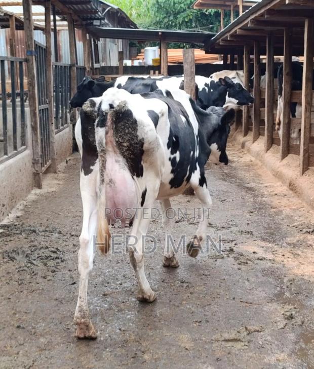 Heifer  Pedigree Freshian - thumbnail 9