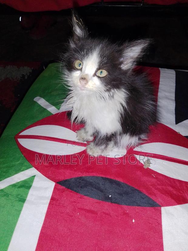 1-3 months Male Purebred American Bobtail