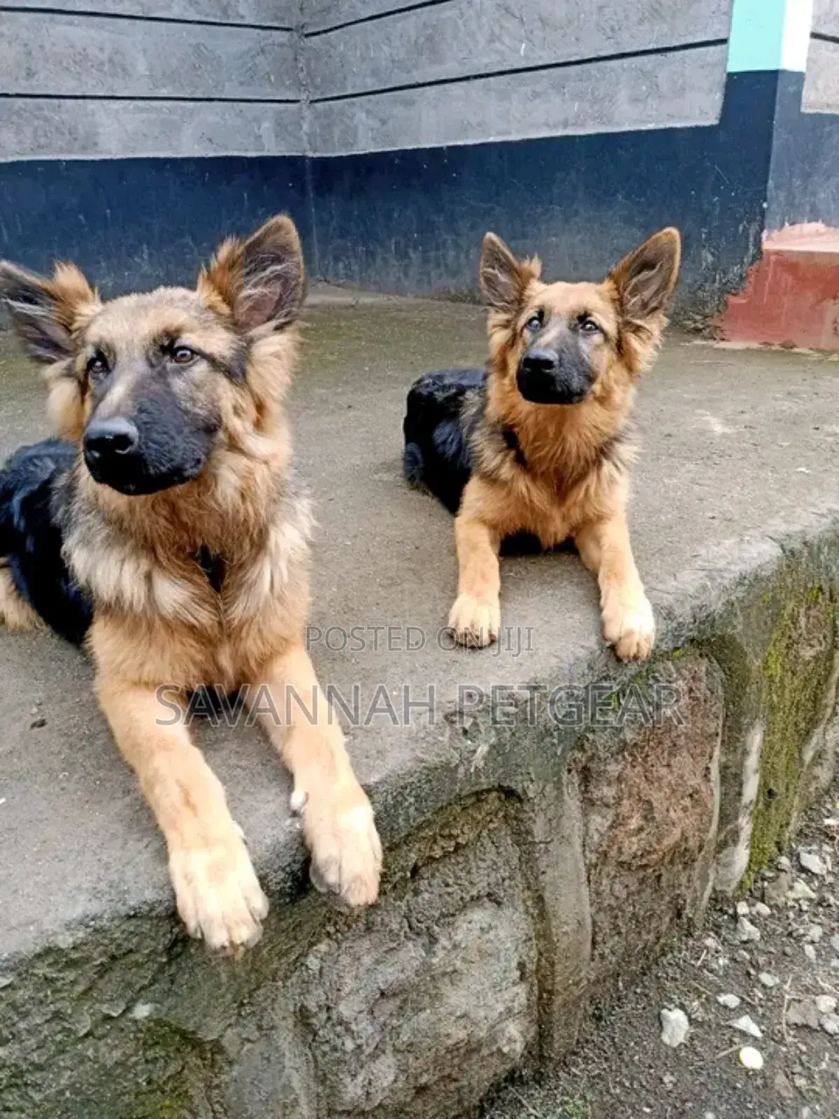 Dog Training Service Available for Obedience and Aggressive