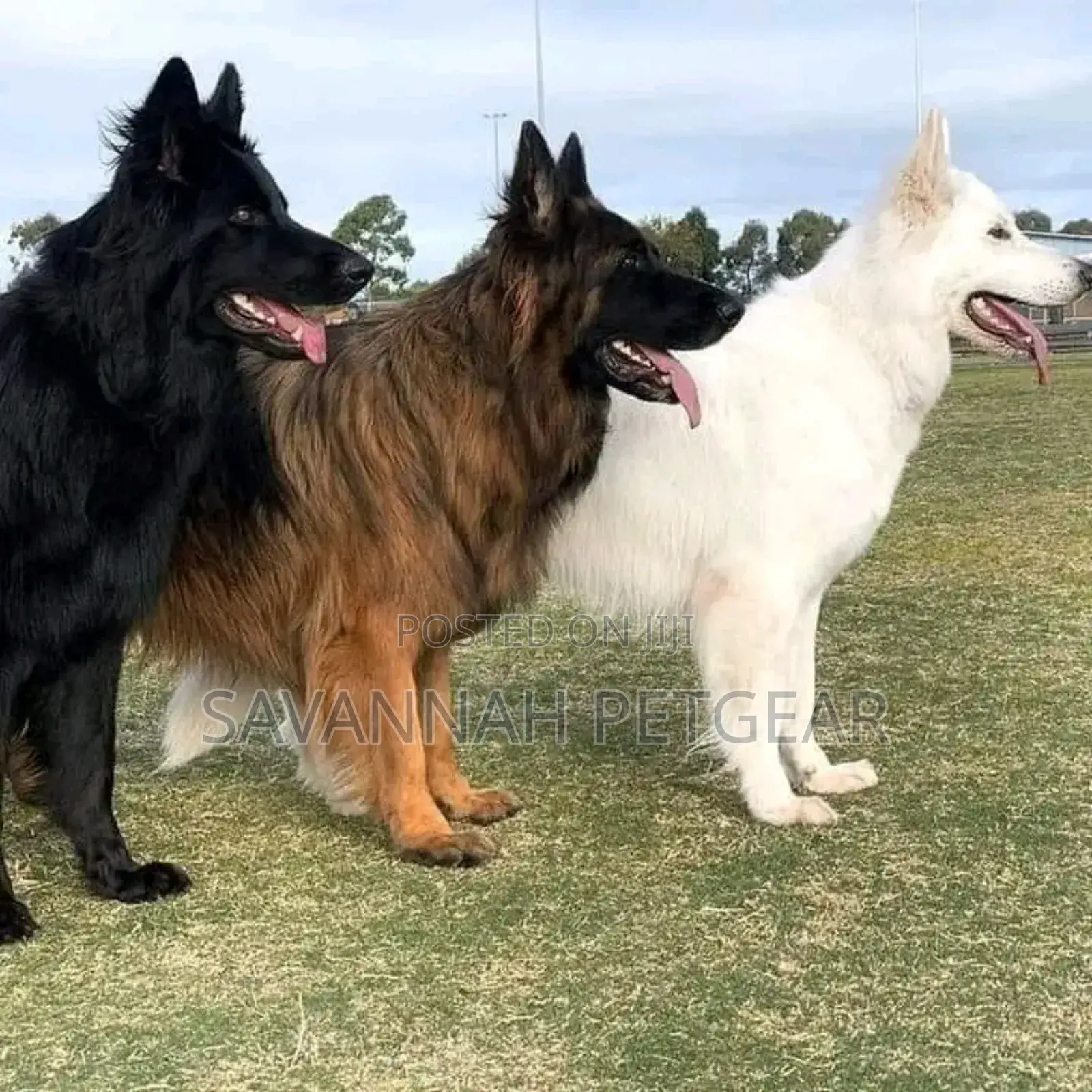 Dog Training Service Available for Obedience and Aggressive