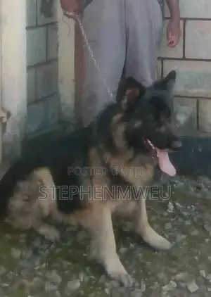 Dog Training Services