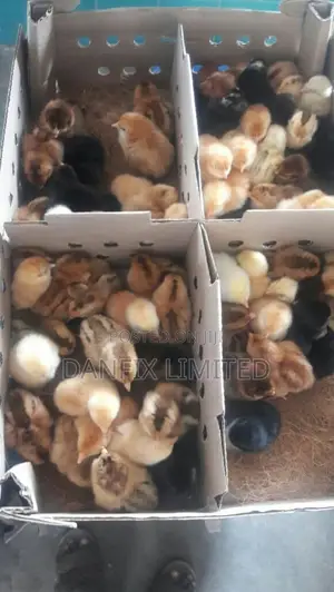 Improved Kienyeji Chicks for Sale