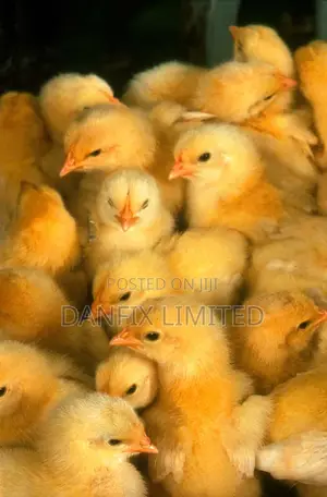 Chicks for Sale at an Affordable Price