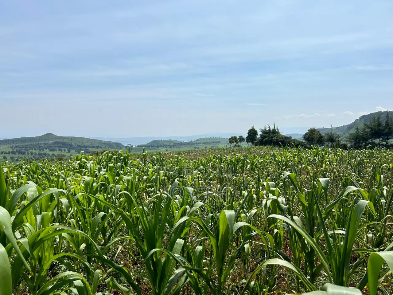 4bdrm Farm House in Munanda Area, Maili Kumi for sale