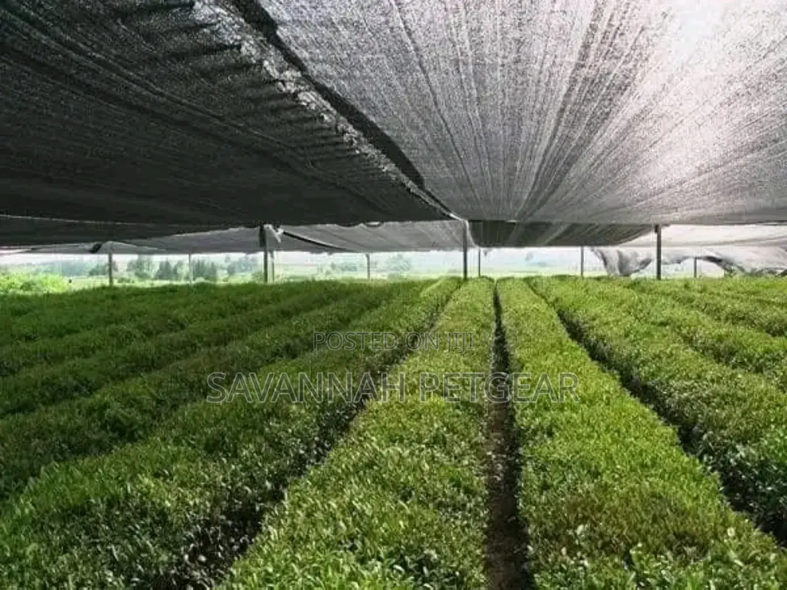 Black Shade Net Green Shade Net 55% Filtering - 4m by 50m
