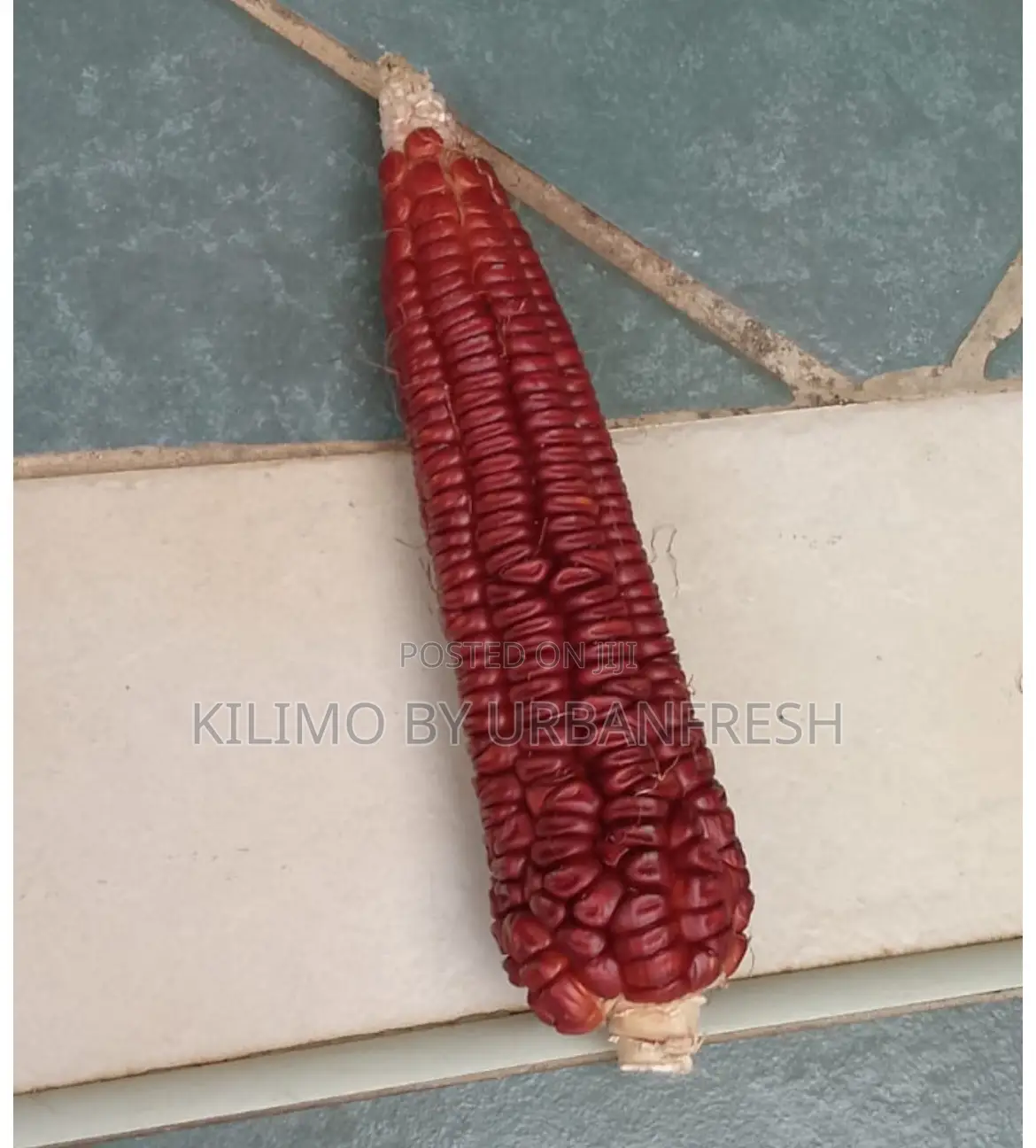 Colored Maize Seeds Red , Yellow , Black , Pink