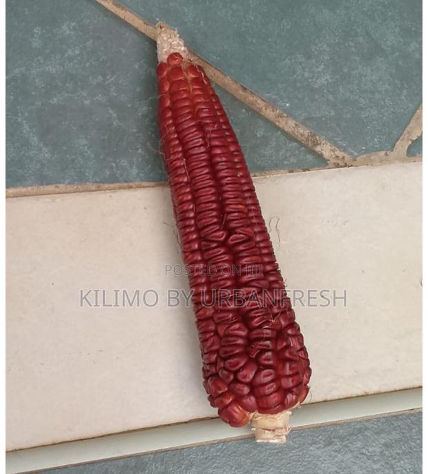 Colored Maize Seeds Red , Yellow , Black , Pink - thumbnail 3