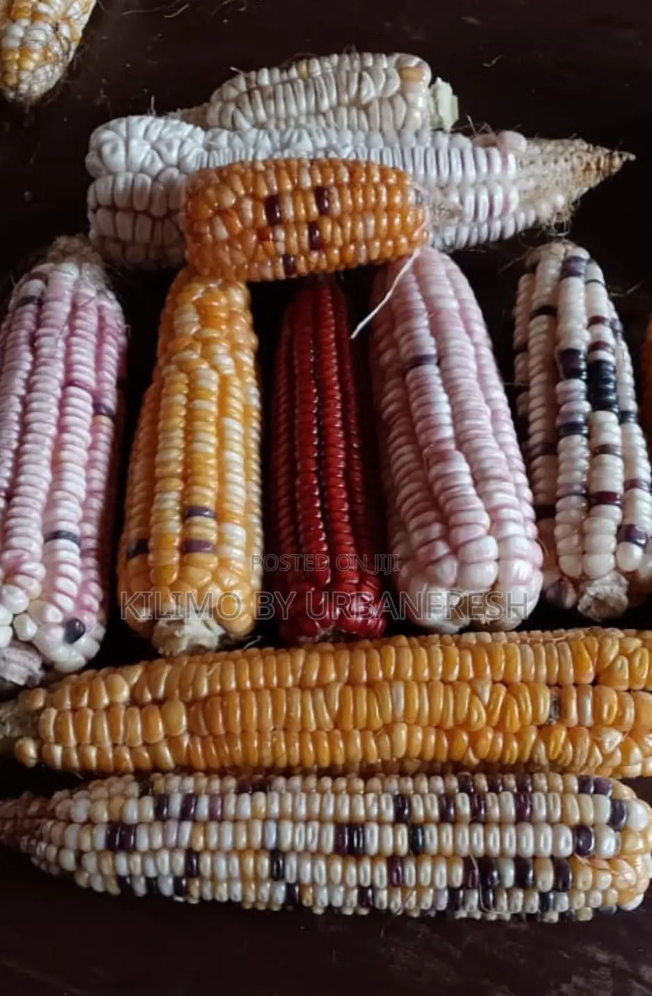 Colored Maize Seeds Red , Yellow , Black , Pink
