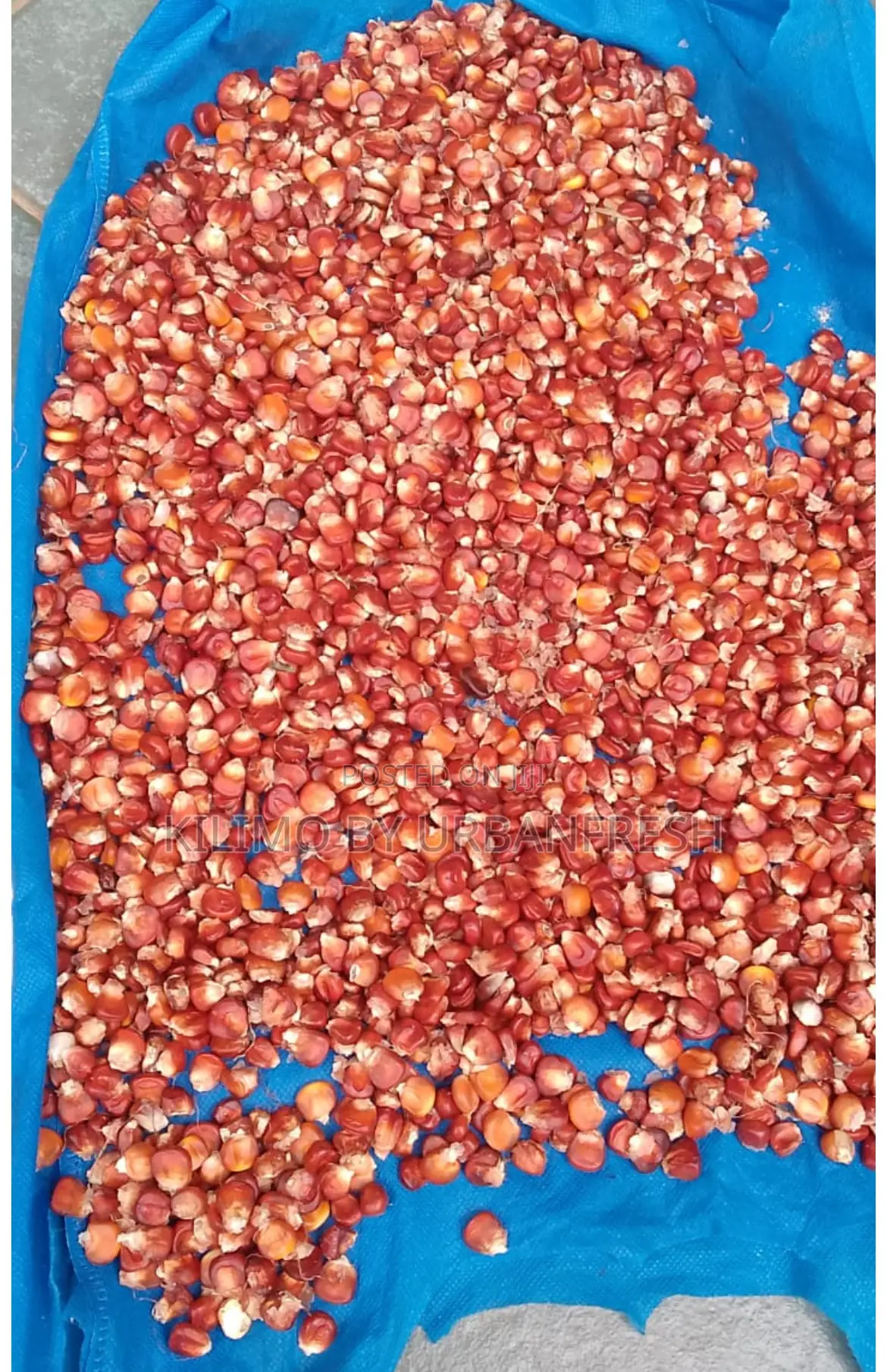 Colored Maize Seeds Red , Yellow , Black , Pink