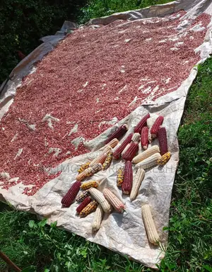 Colored Maize Seeds Red , Yellow , Black , Pink