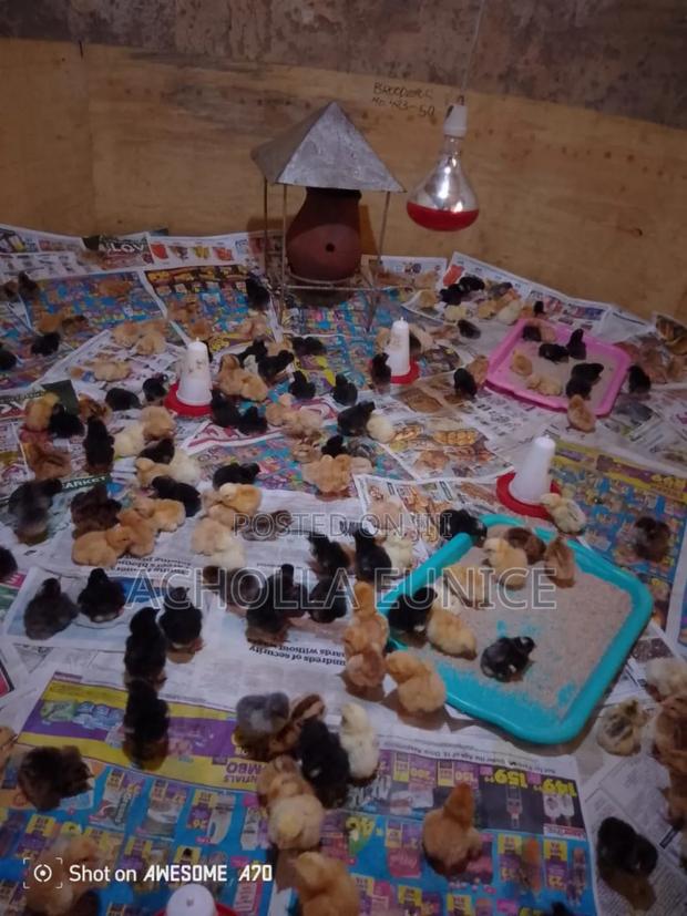 Day Old Chicks Available - main view